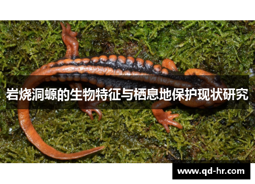 岩烧洞螈的生物特征与栖息地保护现状研究